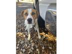 Adopt Gibbs a White - with Tan, Yellow or Fawn Mixed Breed (Medium) / American