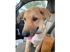 Adopt Vickie a Tan/Yellow/Fawn - with White Mixed Breed (Medium) / Mixed dog in