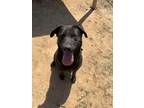 Adopt Dopey a Black - with White Labrador Retriever / Mixed Breed (Medium) /