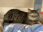 Adopt Chloe a Brown Tabby Tabby (medium coat) cat in Pinehurst, NC (39903002)