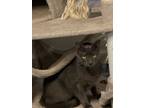 Adopt Smokey a Gray or Blue (Mostly) Russian Blue (short coat) cat in Pinehurst