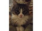 Adopt Peppermint Puff a Domestic Longhair / Mixed (short coat) cat in Grand