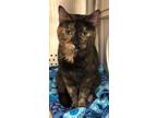 Adopt Salina a Domestic Shorthair / Mixed (short coat) cat in Grand Junction