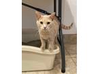 Adopt Ele a Domestic Shorthair / Mixed (short coat) cat in Grand Junction