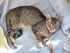 Adopt Kayce a Domestic Mediumhair / Mixed (short coat) cat in Grand Junction
