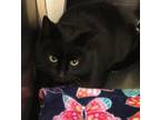 Adopt Kacee a Domestic Shorthair / Mixed (short coat) cat in Grand Junction