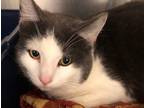 Adopt Possum a Domestic Shorthair / Mixed (short coat) cat in Grand Junction