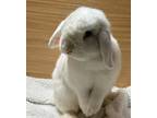 Adopt Snow a Lop-Eared / Mixed rabbit in Fountain Valley, CA (39900723)