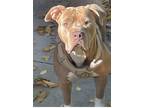Adopt Luna a Tan/Yellow/Fawn - with White American Pit Bull Terrier / Mixed dog