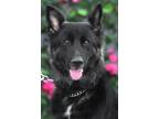 Adopt Sassy von Salm a Black - with Tan, Yellow or Fawn German Shepherd Dog /