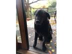 Adopt Smoky–Older Sweet Gentleman a Black Labrador Retriever / Mixed dog in