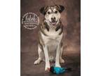 Adopt Kodiak a Black Alaskan Malamute / Mixed dog in Newport, KY (36519082)