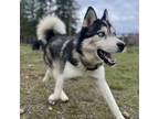 Adopt Yukon - Blue Eyed Handsome Guy a Black - with White Siberian Husky /