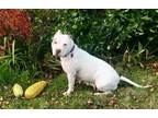 Adopt Cupcake –Great, sweet snuggler a White - with Tan, Yellow or Fawn