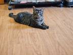 Adopt Caroline a Domestic Shorthair / Mixed (short coat) cat in Sprakers