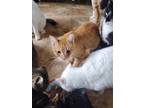 Adopt Chuckie a Orange or Red Tabby Domestic Shorthair (short coat) cat in York
