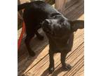 Adopt Lady a Black Labrador Retriever / Mixed dog in Oak Ridge, TN (39897119)