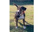 Adopt David a Coonhound / Mixed dog in Sylvania, GA (39896827)