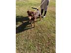 Adopt Jones a Coonhound / Mixed dog in Sylvania, GA (39896824)