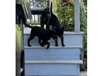 Adopt Demi a Black Labrador Retriever / Terrier (Unknown Type