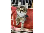 Adopt Cricket a Gray, Blue or Silver Tabby Domestic Shorthair / Mixed (short