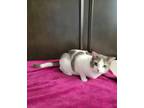 Adopt Annabelle a White (Mostly) Domestic Shorthair (short coat) cat in