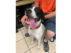 Adopt Hercules a White - with Black Great Dane / Mixed Breed (Large) / Mixed dog