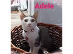 Adopt Adele a Gray, Blue or Silver Tabby Tabby (short coat) cat in Lakeland