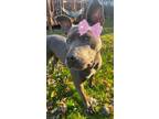 Adopt Addie a Gray/Blue/Silver/Salt & Pepper American Staffordshire Terrier /