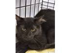 Adopt Valentine a Domestic Longhair / Mixed (short coat) cat in Grand Junction