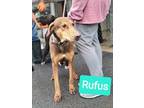 Adopt Rufus a Brindle Mixed Breed (Medium) / Mixed dog in Cibolo, TX (39673454)
