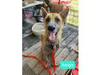 Adopt Ranger a Tan/Yellow/Fawn German Shepherd Dog / Mixed dog in Cibolo