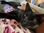 Adopt Sable a All Black Domestic Shorthair / Domestic Shorthair / Mixed cat in