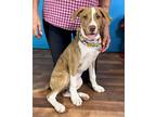 Adopt Tiger a Tricolor (Tan/Brown & Black & White) Hound (Unknown Type) / Mixed