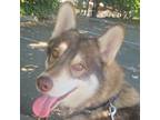 Adopt Winchester - Sweet Fellow! a Tricolor (Tan/Brown & Black & White) Siberian