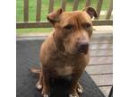 Adopt Nova – Awesome pup! a Red/Golden/Orange/Chestnut Pit Bull Terrier /