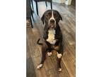 Adopt Macie a Black - with White Mastiff / Mixed dog in Heber Springs