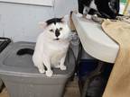 Adopt Buttons a White Domestic Shorthair / Mixed cat in Bossier City