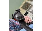 Adopt 54809460 a Black Labrador Retriever / Mixed dog in Medfield, MA (39891267)