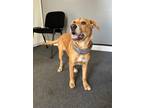 Adopt Maggie Moo a Tan/Yellow/Fawn Mixed Breed (Medium) dog in Whiteville