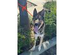 Adopt LOBO a Brown/Chocolate German Shepherd Dog / Mixed dog in Huntington