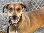 Adopt Tinkerbell a Brown/Chocolate Mixed Breed (Large) / Mixed dog in