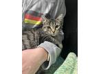 Adopt Riley a Brown or Chocolate Domestic Shorthair / Domestic Shorthair / Mixed