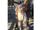Adopt Ralo a White - with Brown or Chocolate Labrador Retriever / Mixed dog in