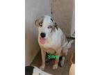 Adopt Silver CP a Black - with White Catahoula Leopard Dog / Mixed dog in