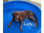 Adopt Lady CP a Brown/Chocolate - with White Labrador Retriever / Catahoula