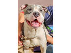 Adopt Quick- IN FOSTER a Merle Mixed Breed (Medium) / Mixed Breed (Medium) /