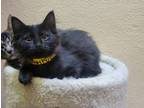 Adopt Bashful a All Black Domestic Mediumhair / Mixed Breed (Medium) / Mixed