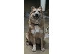 Adopt Bella a Tan/Yellow/Fawn - with White German Shepherd Dog / Collie / Mixed