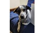 Adopt Roxanna a White - with Black Cattle Dog / Mixed dog in Huntington